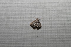 Petrophila fulicalis