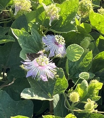 Passiflora ciliata