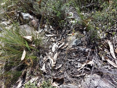 Caladenia leptochila