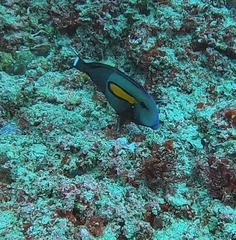 Acanthurus olivaceus