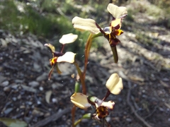 Diuris pardina