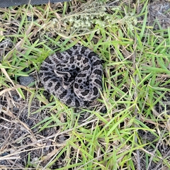 Sistrurus miliarius barbouri