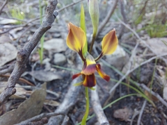 Diuris orientis