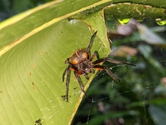 Eriophora fuliginea