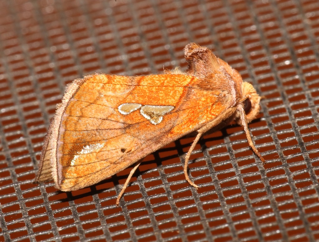 Lempke's Gold Spot