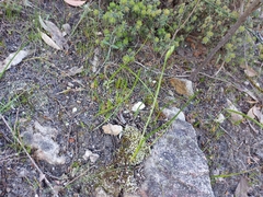 Thelymitra albiflora