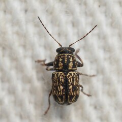 Pachybrachis texanus