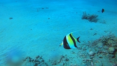 Zanclus cornutus