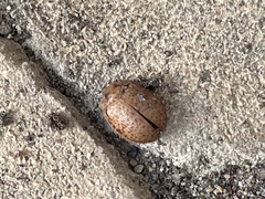 Paropsisterna m-fuscum