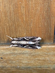 Spodoptera dolichos