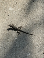 Sceloporus occidentalis