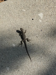 Sceloporus occidentalis