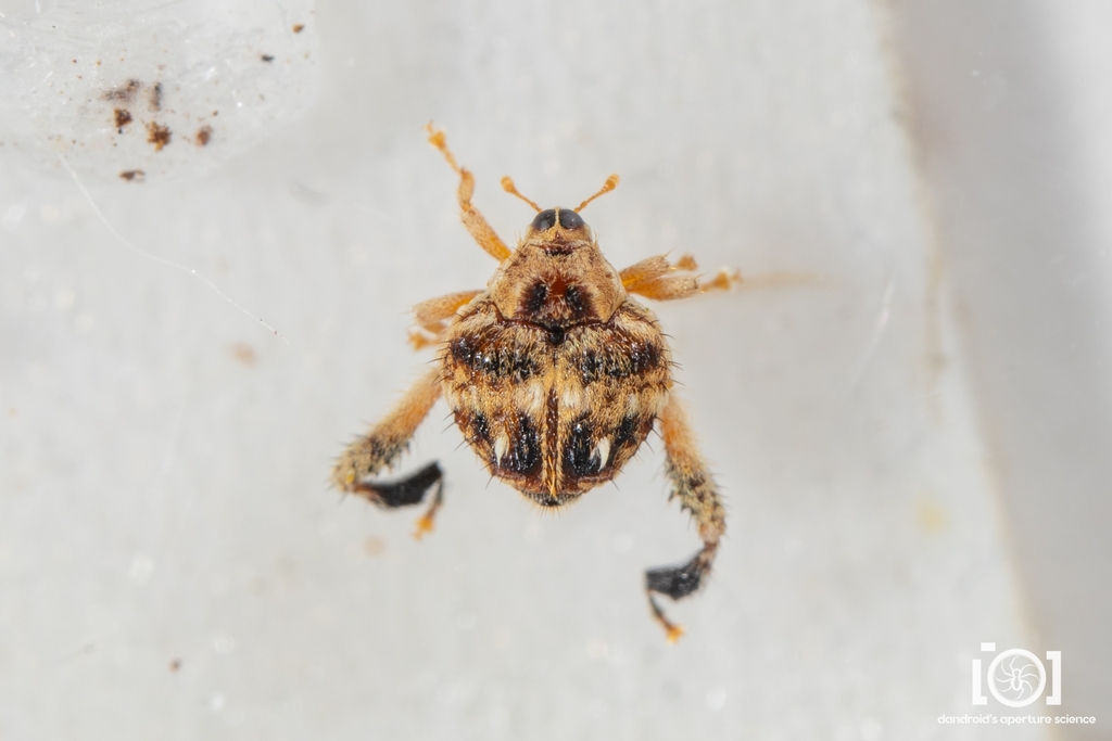 Tachygonus lecontei