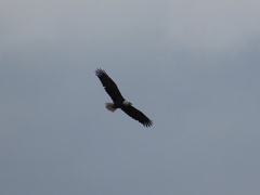 Haliaeetus leucocephalus