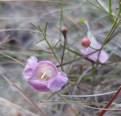 Agalinis edwardsiana