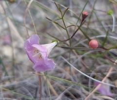 Agalinis edwardsiana