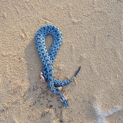 Sistrurus miliarius barbouri