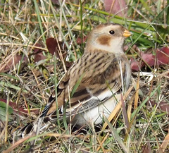 Plectrophenax nivalis