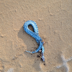 Sistrurus miliarius barbouri