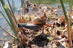 Porphyriops melanops