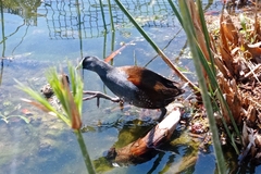 Porphyriops melanops