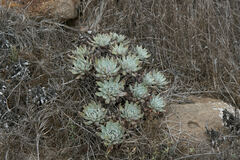 Dudleya greenei