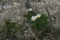 Malacothrix saxatilis