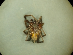 Corinninae
