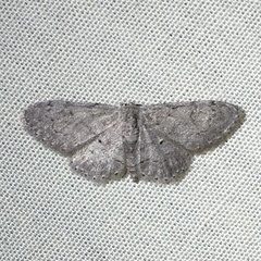 Idaea violacearia
