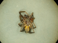 Corinninae