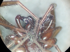 Corinninae