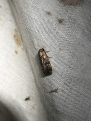 Elaphria chalcedonia