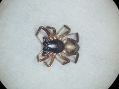 Corinninae