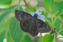 Ephyriades brunnea