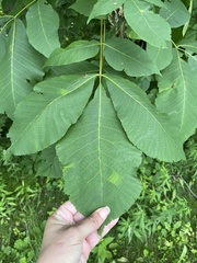 Carya ovalis