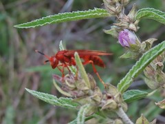 Polistes canadensis