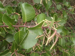Rhus integrifolia × ovata