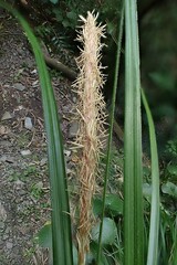 Carex uncinata