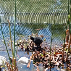 Porphyriops melanops