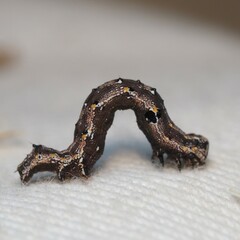 Acontiinae