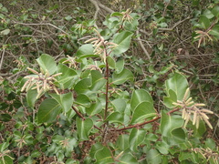 Rhus integrifolia × ovata