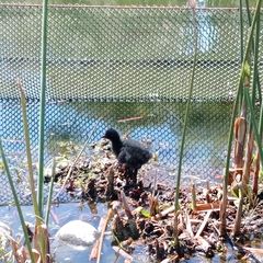 Porphyriops melanops