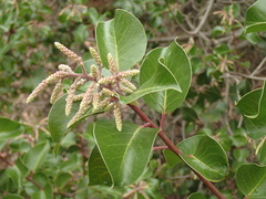 Rhus integrifolia × ovata