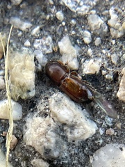 Monarthrum dentigerum