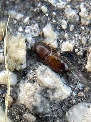 Monarthrum dentigerum