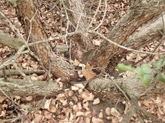 Rhus integrifolia × ovata