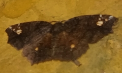 Anisoperas tessellata