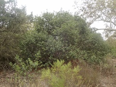 Rhus integrifolia × ovata