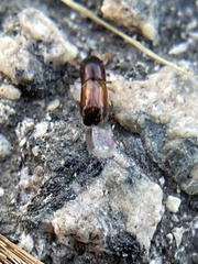 Monarthrum dentigerum