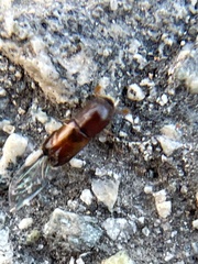 Monarthrum dentigerum